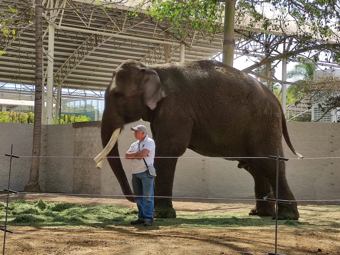 Elefante Big Boy