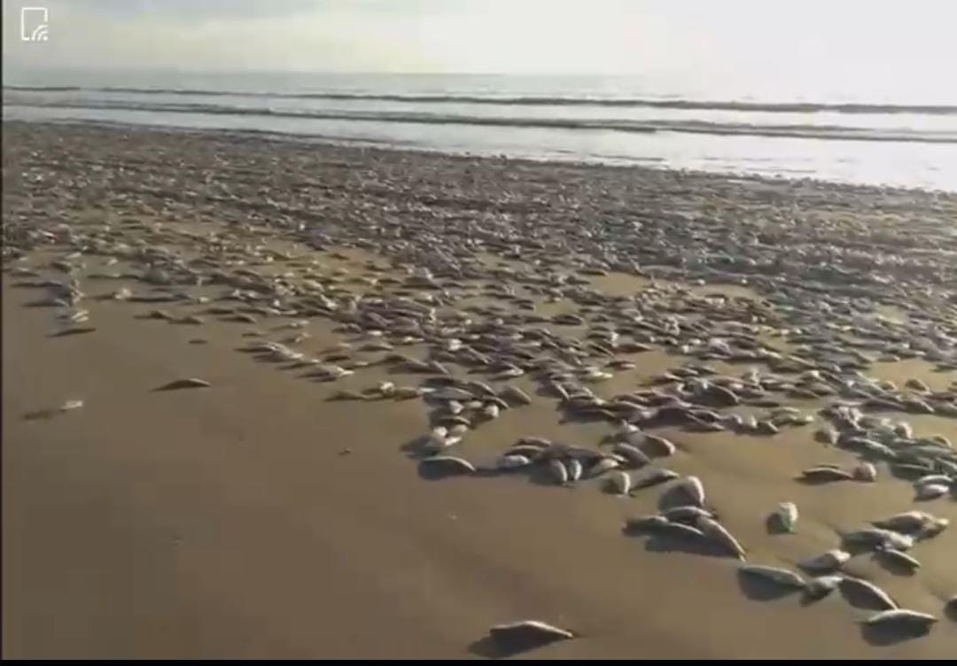 Hallan miles de peces muertos en playa de Sinaloa (VIDEO)