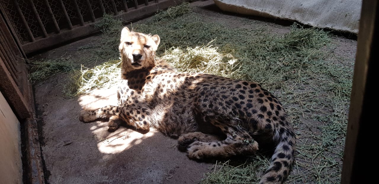 Guepardo Zoológico
