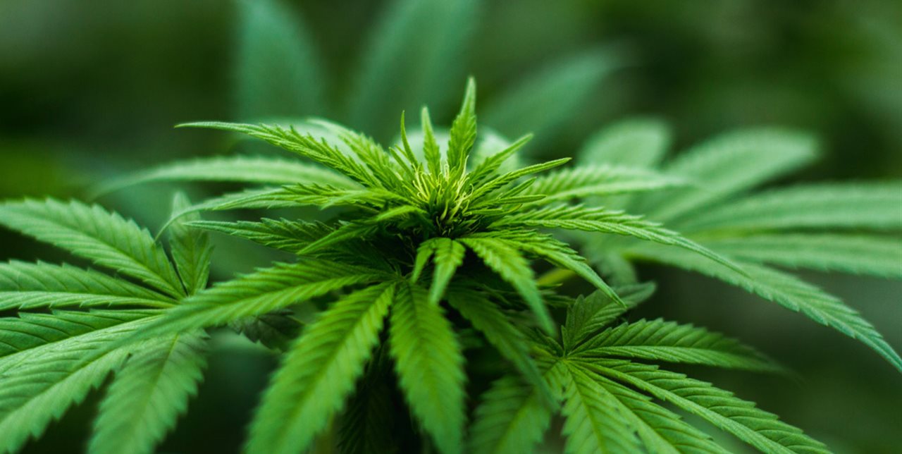 Morena procura un mercado regulado en mariguana