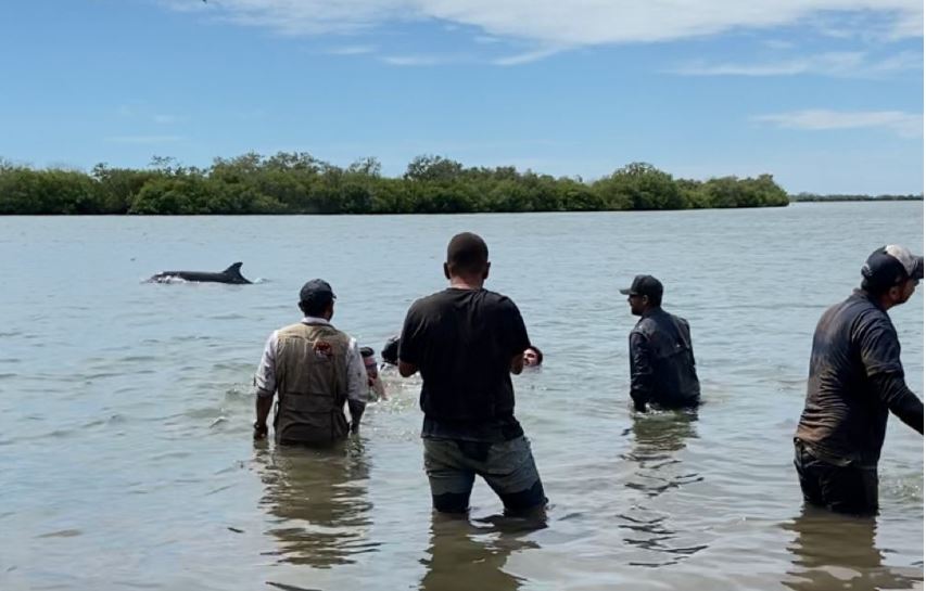 delfin rescatado