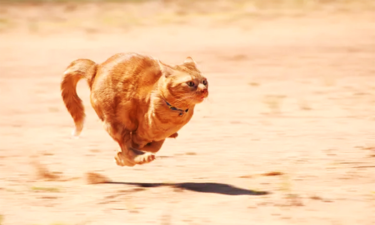 gato corriendo temática