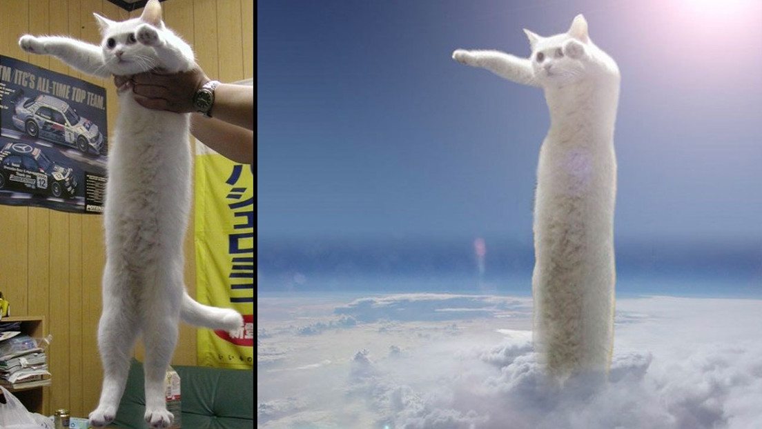 Muere el «gato largo»; el ‘michu’ fue una leyenda de los Memes
