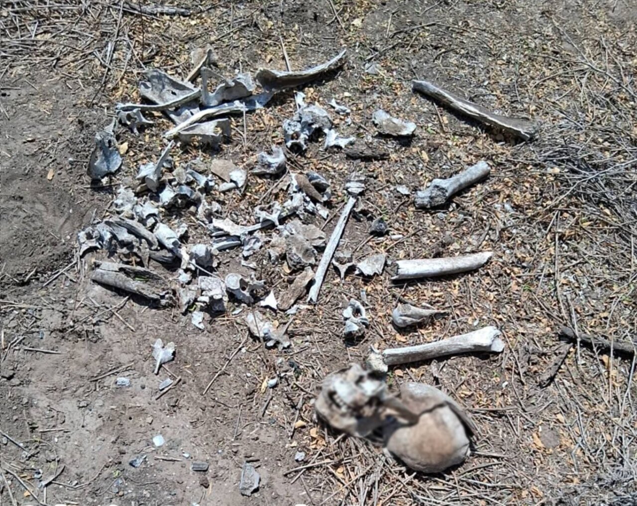 Terreno enmontado de la colonia Puerta Sur en Reynosa, Tamaulipas, donde el colectivo encontró los restos humanos. Terreno enmontado de la colonia Puerta Sur en Reynosa, Tamaulipas, donde el colectivo encontró los restos humanos.