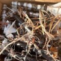Caja de cartón cubierta con ramas secas en zona de maleza, donde el Ejército localizó 18 artefactos explosivos improvisados en La Limita de Itaje.
