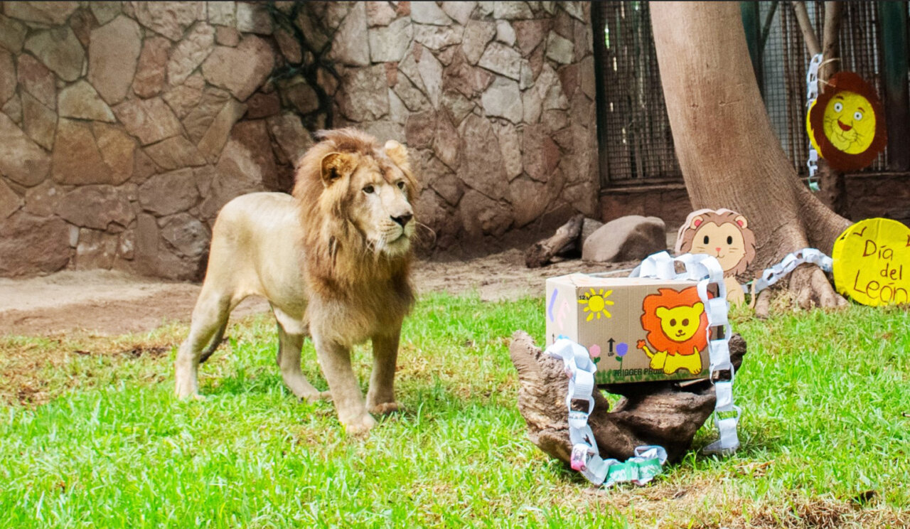 Traen a “Tiki”, el nuevo León africano que será exhibido en el Zoológico de Culiacán