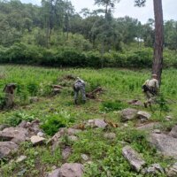 ¡Parecía jardín! Destruyen más de 62 mil plantas de marihuana