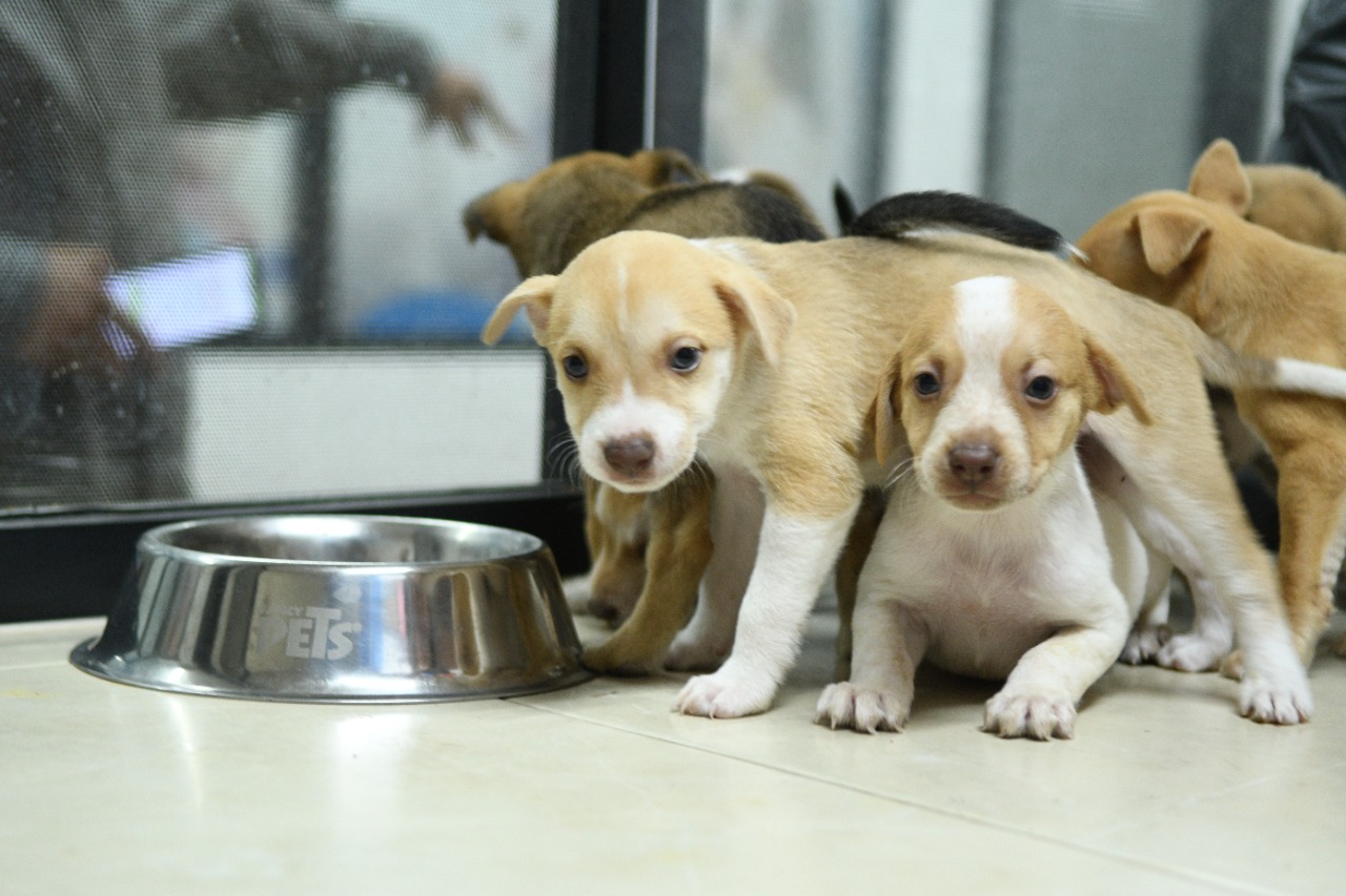 perritos para adoptar