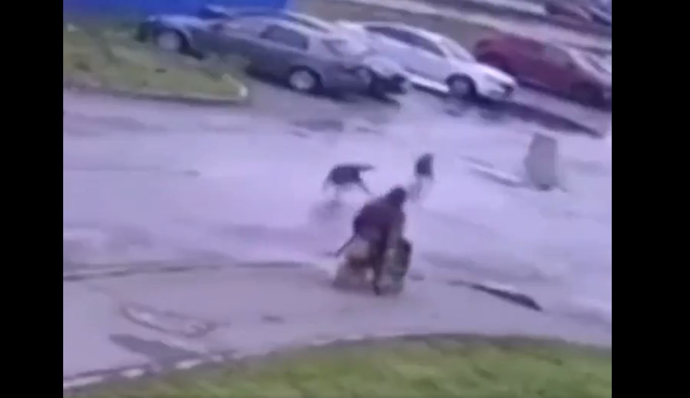 perros callejeros