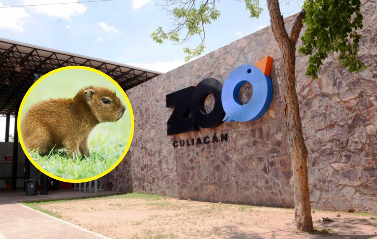 zoologico culiacan capibaras